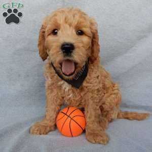 Cosmo-Medium, Goldendoodle Puppy